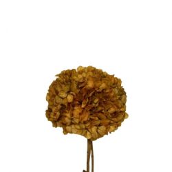 Şoklanmış Ortanca Sarı (2 dal)