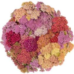 Yerli Achillea Mix (1 Demet)