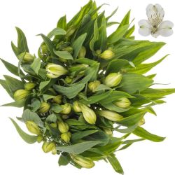 Yerli Alstroemeria Beyaz (10 Dal)