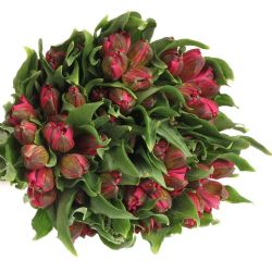 Yerli Alstroemeria Fuşya (5 Dal)