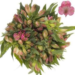Yerli Alstroemeria Pembe (10 Dal)