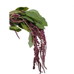 Yerli Amaranthus Bordo (10 dal)