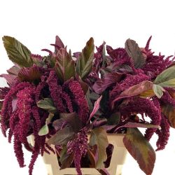 Yerli Amaranthus Dik - Bordo (5 dal)