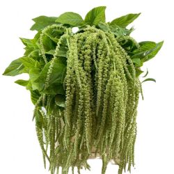 Yerli Amaranthus Yeşil (10 dal)