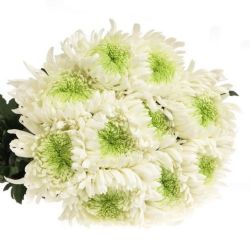 Yerli Anastasia Beyaz (10 dal)