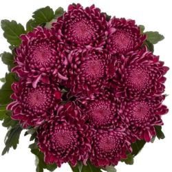 Yerli Anastasia Bigoudi Purple (10 dal)