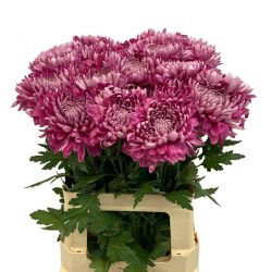 Yerli Anastasia Hornbill Dark (10 Dal)