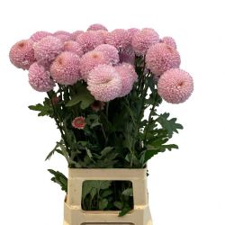 Yerli Anastasia Momoko (10 Dal - 60-70 cm)