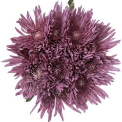 Yerli Anastasia Pembe (10 dal)