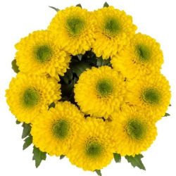 Yerli Anastasia Sarı (10 dal)