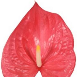 Yerli Anthurium Pembe (16 dal)