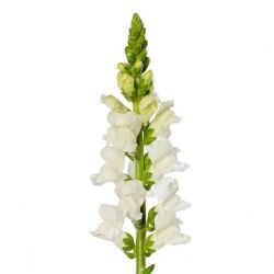 Yerli Aslanağzı Beyaz (Antirrhinum - 10 Dal)