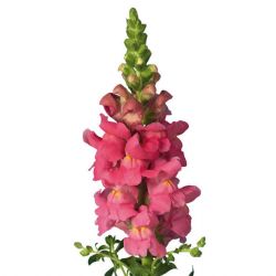 Yerli Aslanağzı Pembe (Antirrhinum - 10 Dal)