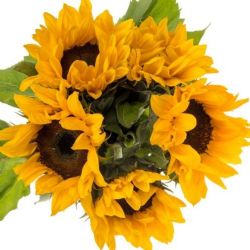 Yerli Ayçiçeği (5 dal) KÜÇÜK