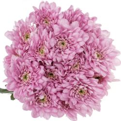 Yerli Biçme Baltica Pembe (5 Demet-25 Dal)