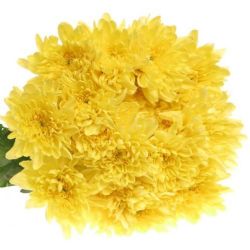 Yerli Biçme Baltica Sarı (5 Demet-25 Dal)