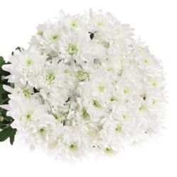 Yerli Biçme Beyaz Baltica (5 Demet-25 Dal) KIRIMSIZ