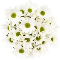 Yerli Biçme Beyaz Salinas (1 Demet-10 Dal)