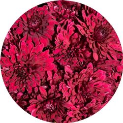 Yerli Biçme Bordo (5 Demet-25 Dal)