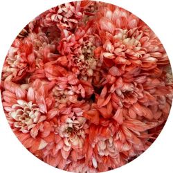 Yerli Biçme Boyalı Kırmızı ( 5 demet 25 dal)