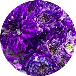 Yerli Biçme Boyalı Lila (1 Demet-10 Dal)