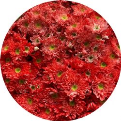 Yerli Biçme Boyalı Mercan (5 Demet-25 Dal)