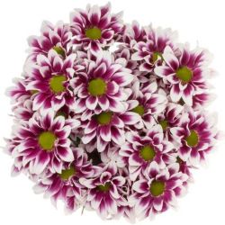 Yerli Biçme Haydar (25 Dal)