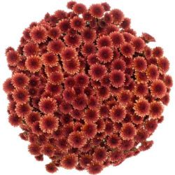 Yerli Biçme Koyu Turuncu (5 Demet-25 Dal)