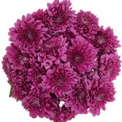 Yerli Biçme Mor (5 Demet-25 Dal)