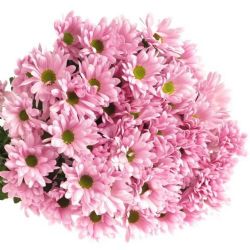 Yerli Biçme Pembe (5 Demet-25 Dal)