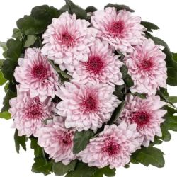Yerli Biçme Pembe Beyaz (5 Demet-25 Dal)