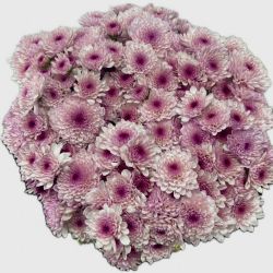 Yerli Biçme Pembe Beyaz (5 Demet-25 Dal)