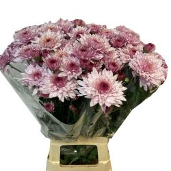 Yerli Biçme Pembe Beyaz (5 Demet-25 Dal)