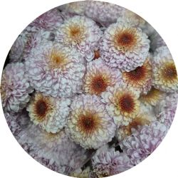 Yerli Biçme Pembe Somon (5 Demet-25 Dal)