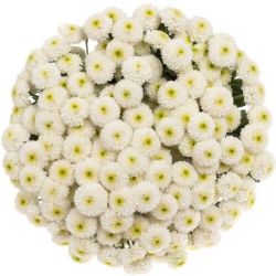 Yerli Biçme Santini Beyaz (1 Demet-10Dal)