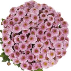 Yerli Biçme Santini Doria Pink (1 Demet-10 Dal)