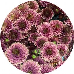 Yerli Biçme Santini Kahve (1 Demet-10Dal)