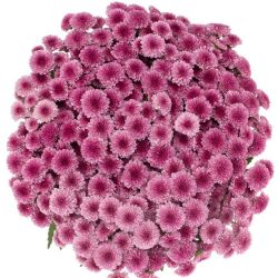 Yerli Biçme Santini Koyu Pembe (5 Demet-25 Dal)
