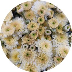 Yerli Biçme Santini Krem (25 Dal)