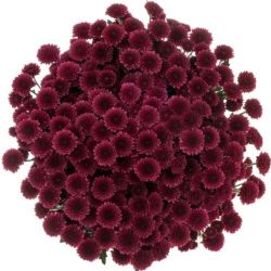 Yerli Biçme Santini Mor (5 Demet-25 Dal)