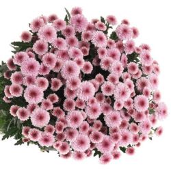 Yerli Biçme Santini Pembe (5 Demet-25 Dal)