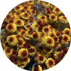 Yerli Biçme Santini Sarı Kırçıllı (5 Demet-25 Dal) KALIN