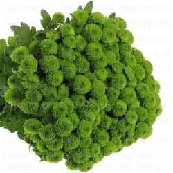 Yerli Biçme Santini Yeşil (25 Dal)