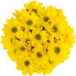 Yerli Biçme Sarı (1 Demet-10 Dal)