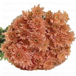 Yerli Biçme Somon (5 Demet-25 Dal) (KIRIMSIZ)