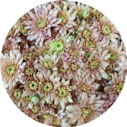 Yerli Biçme Somon (5 Demet-25 Dal)