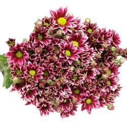 Yerli Biçme Tuton( 1 Demet-10 Dal)