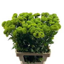 Yerli Biçme Yeşil (5 Demet-25 Dal)