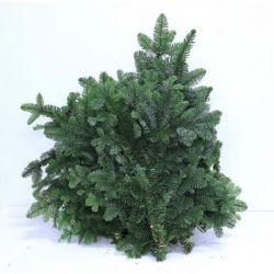 Yerli Çam Dalı (1 Büyük Balya)