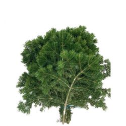 Yerli Çam Dalı (1 Demet)